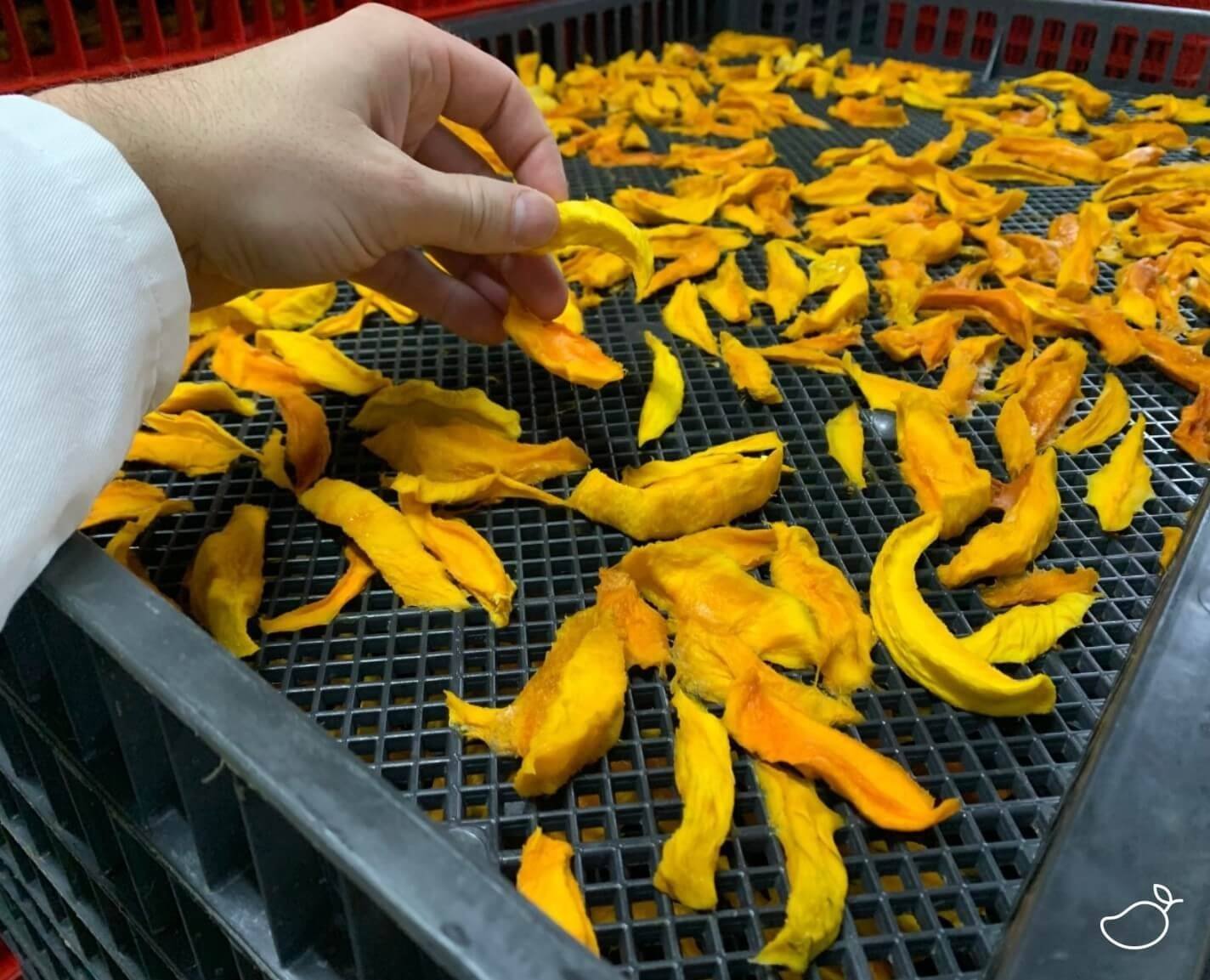 Dried mango in factory on drying tray