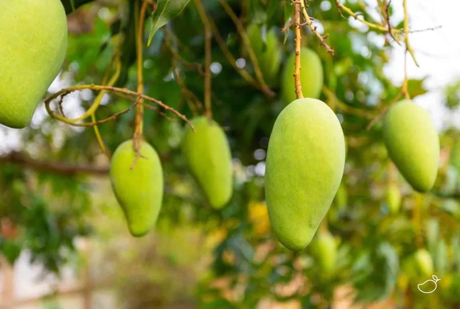 Fresh mango on tree which will be dried later