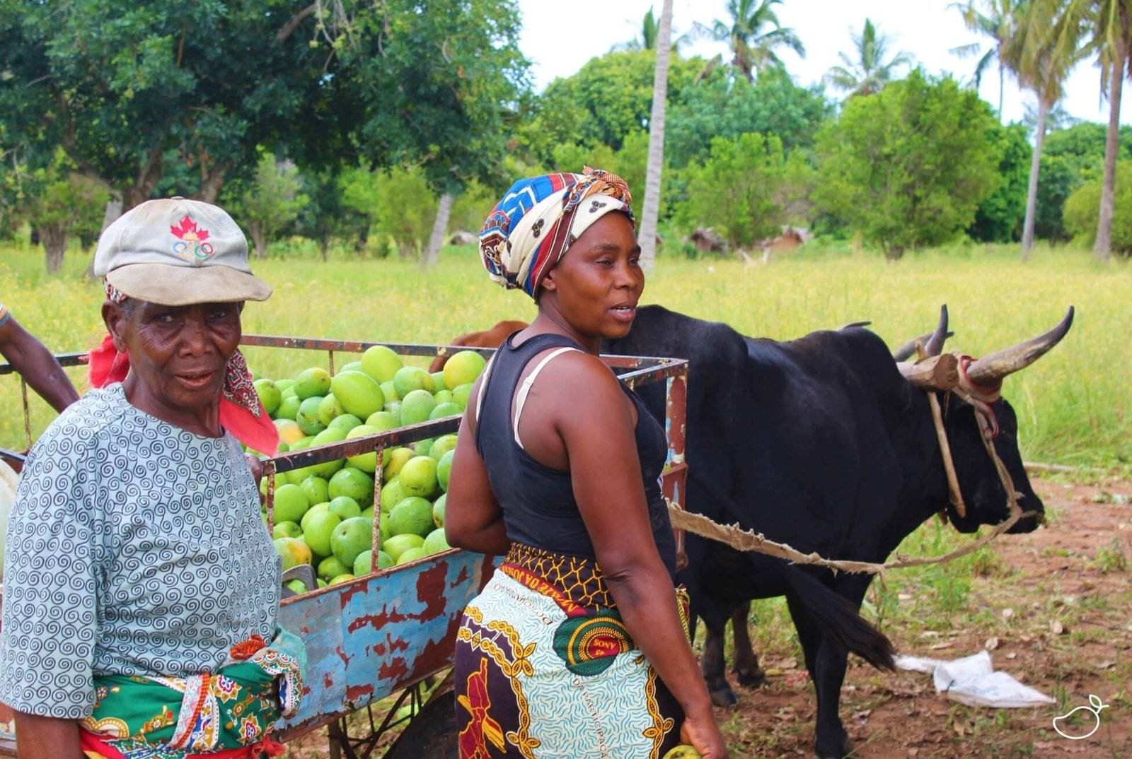 Women bringing their fresh mangoes to the drying facility where dried mango will be produced